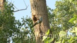 Video of European Roller - European Roller in nest period